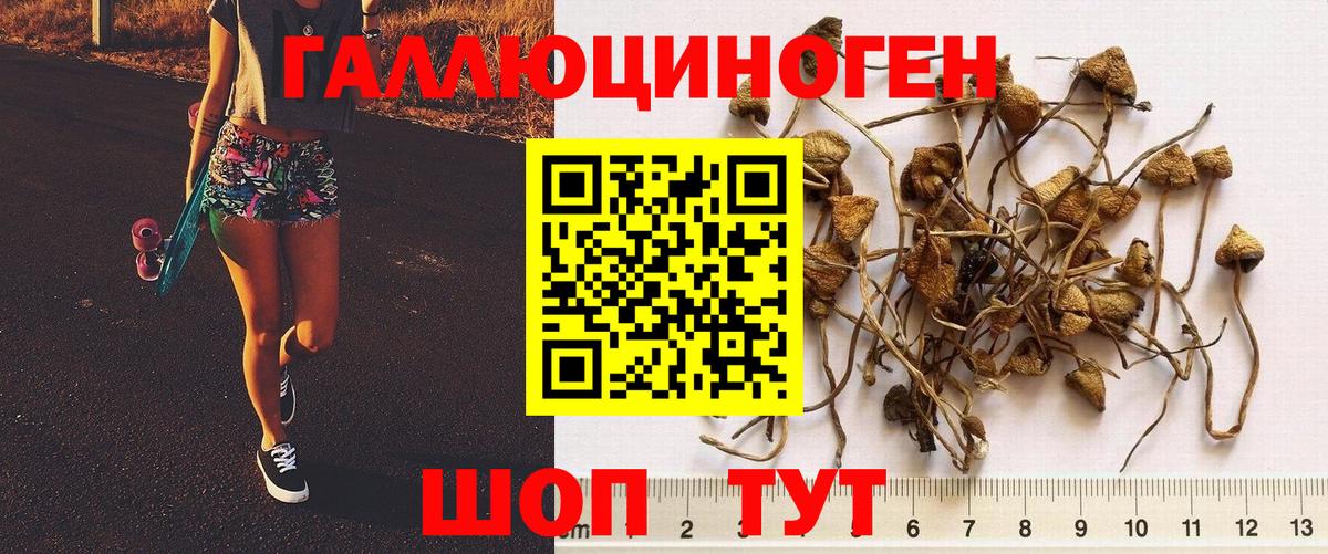Галлюциногенные грибы Psilocybe Унеча